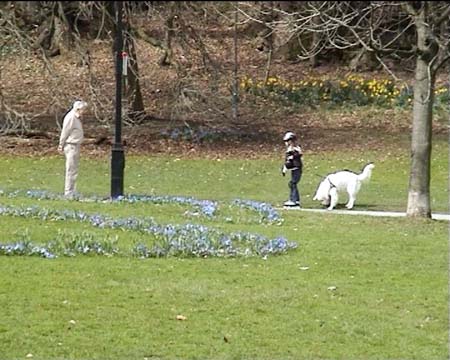 whitedog